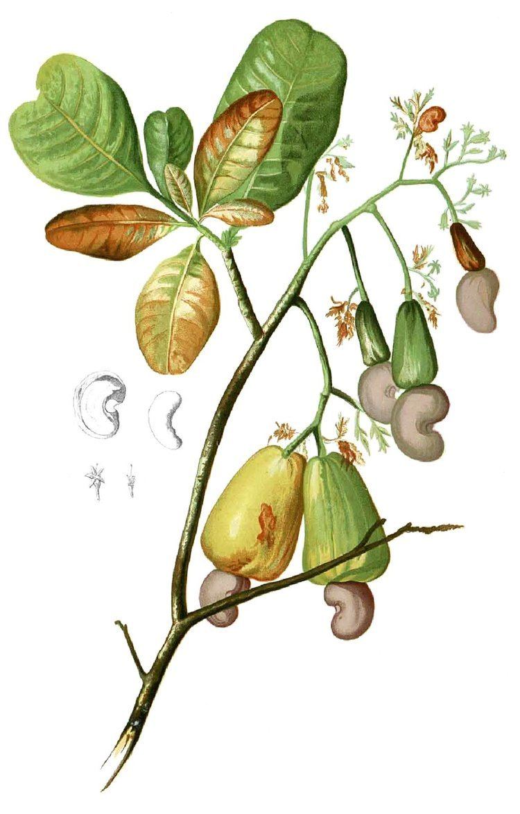 Anacardiaceae Alchetron The Free Social Encyclopedia