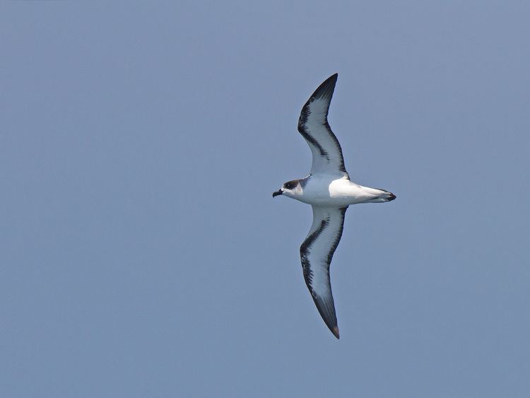 Barau S Petrel Alchetron The Free Social Encyclopedia