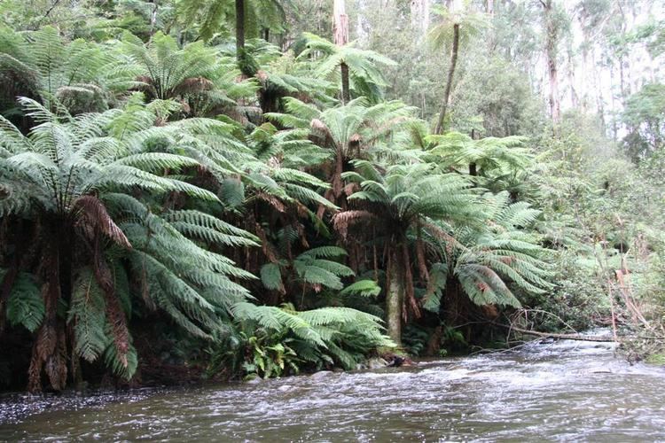 Blechnum Nudum Alchetron The Free Social Encyclopedia