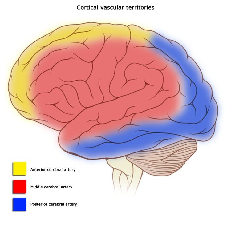 Cerebral Circulation Alchetron The Free Social Encyclopedia