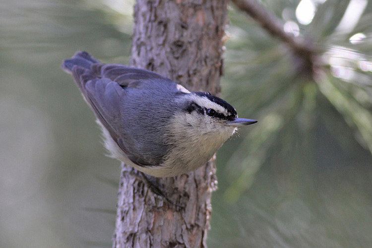 Corsican Nuthatch Alchetron The Free Social Encyclopedia