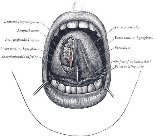 Fimbriated Fold Of Tongue Alchetron The Free Social Encyclopedia