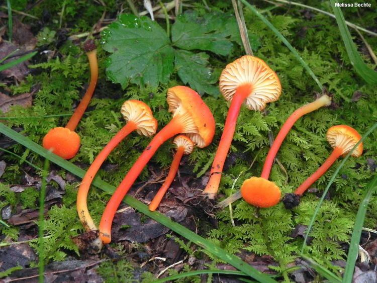 Hygrocybe Cantharellus Alchetron The Free Social Encyclopedia