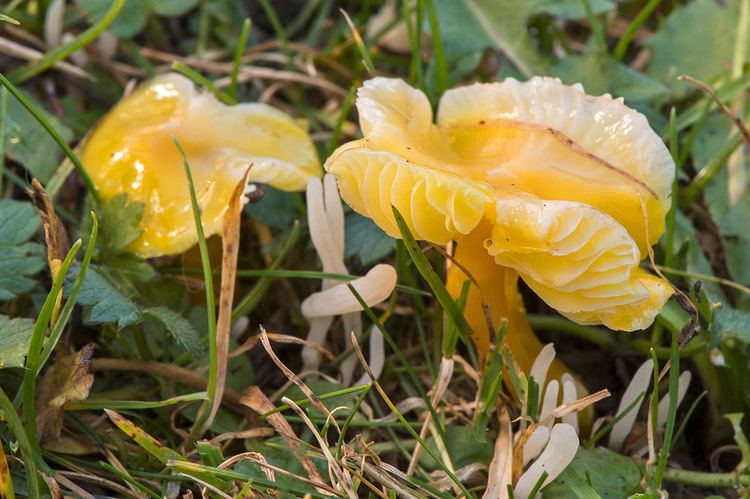 Hygrocybe Citrinovirens Alchetron The Free Social Encyclopedia