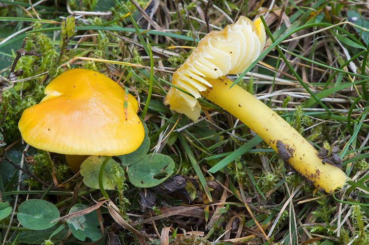 Hygrocybe Citrinovirens Alchetron The Free Social Encyclopedia