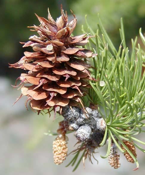 Larix Lyallii Alchetron The Free Social Encyclopedia