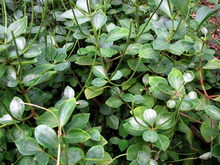 Peperomia Blanda Alchetron The Free Social Encyclopedia