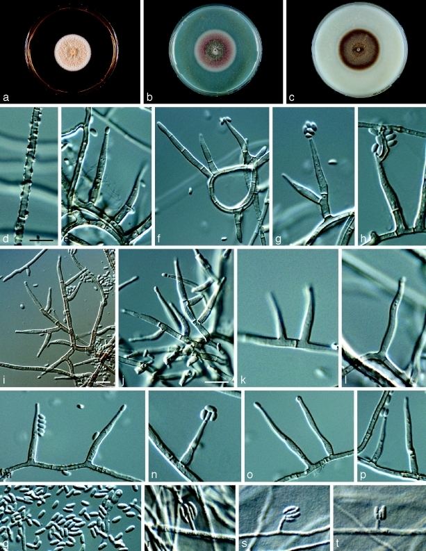 Phaeomoniella Chlamydospora Alchetron The Free Social Encyclopedia