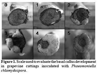 Phaeomoniella Chlamydospora Alchetron The Free Social Encyclopedia