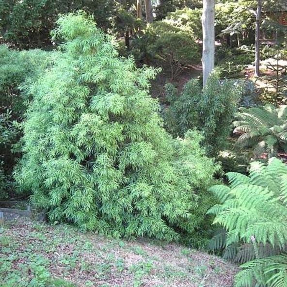 Podocarpus Salignus Alchetron The Free Social Encyclopedia