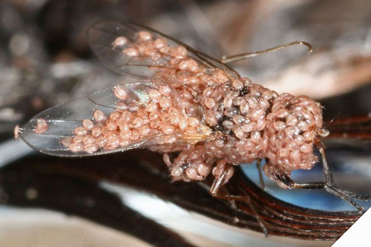 Личинка мясной мухи красивые фото и картинки