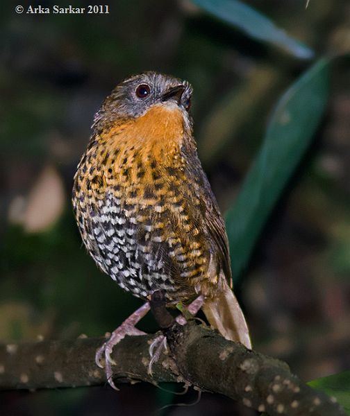 Rufous Throated Wren Babbler Alchetron The Free Social Encyclopedia