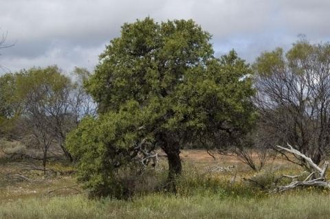 Santalum Spicatum Alchetron The Free Social Encyclopedia