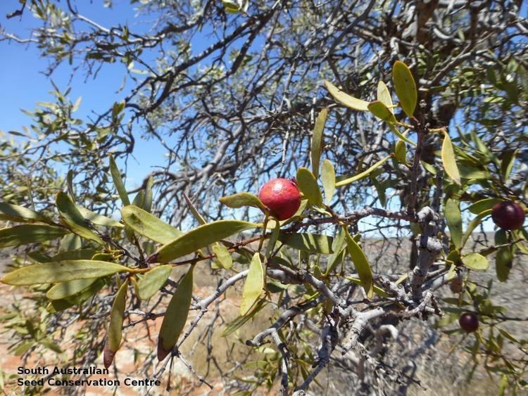 Santalum Spicatum Alchetron The Free Social Encyclopedia