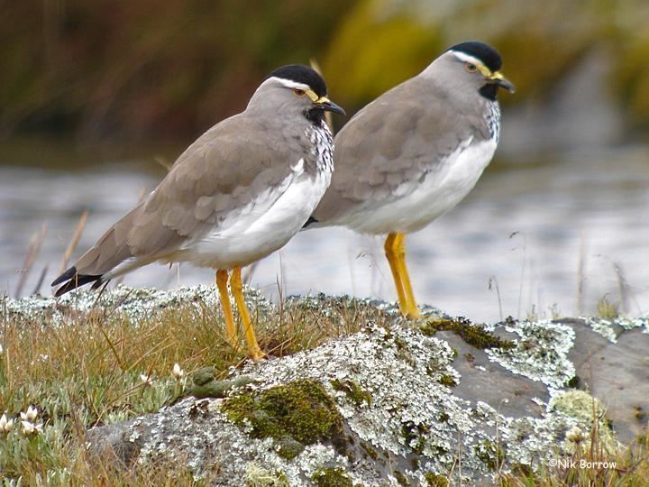 Spot Breasted Lapwing Alchetron The Free Social Encyclopedia