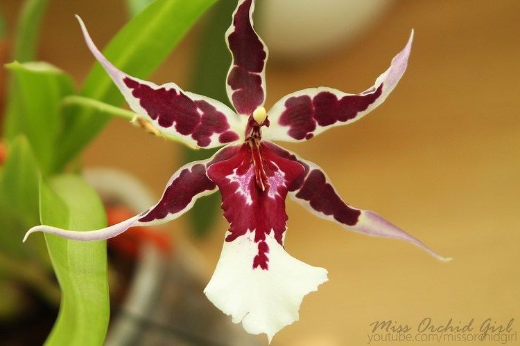 × Aliceara Aliceara Diana Dunn 39Gothic39 Orchid Nature
