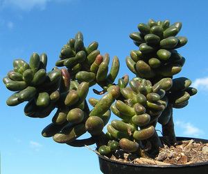× Cremnosedum Cacti and Succulents Cremnosedum C nutans x S furfuraceum