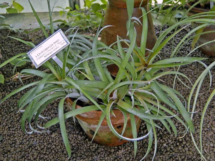 × Cryptbergia 'Mead'