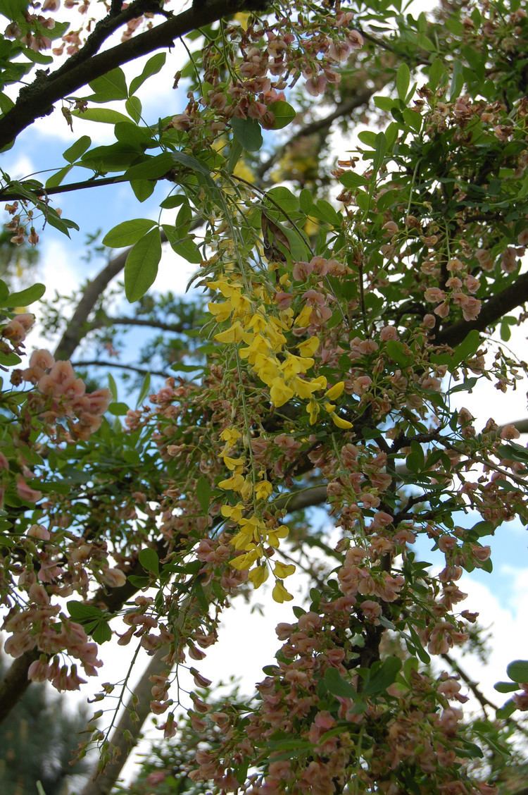 +Laburnocytisus adamii Organism of the week 1 Chimaera Polypompholyx