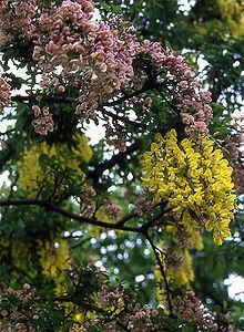 +Laburnocytisus adamii httpsuploadwikimediaorgwikipediacommonsthu