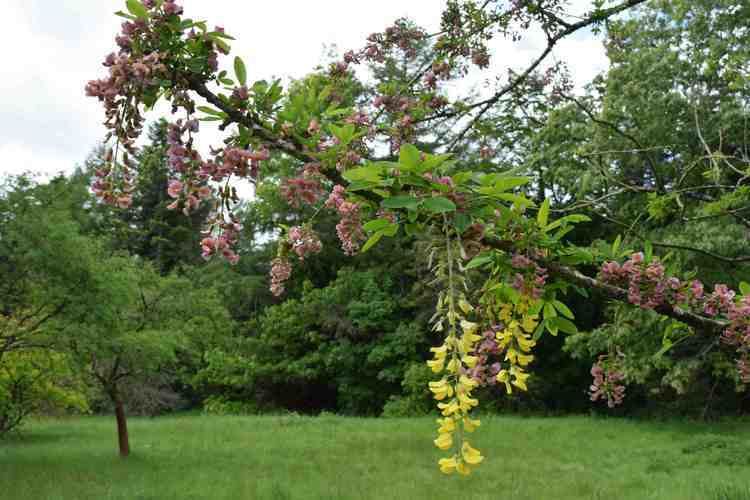 +Laburnocytisus adamii Adam39s laburnum a garden oddity The Biking Gardener