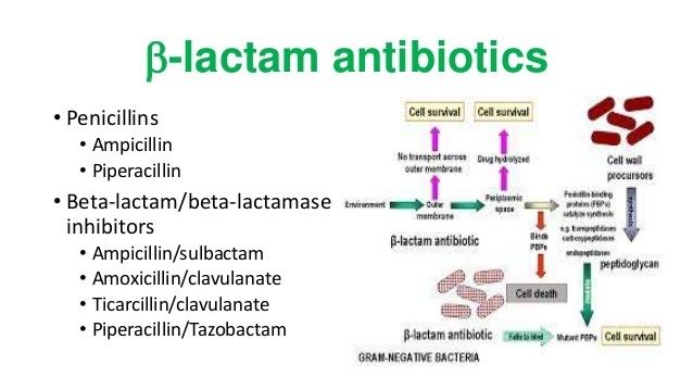 Β-lactam antibiotic Resistance to b lactam antibiotics