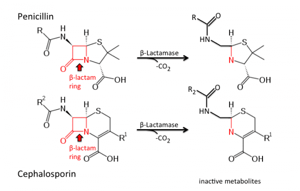 Β-lactam antibiotic betalactamworkingroughdraftnotreadyforprimetime TUSOM