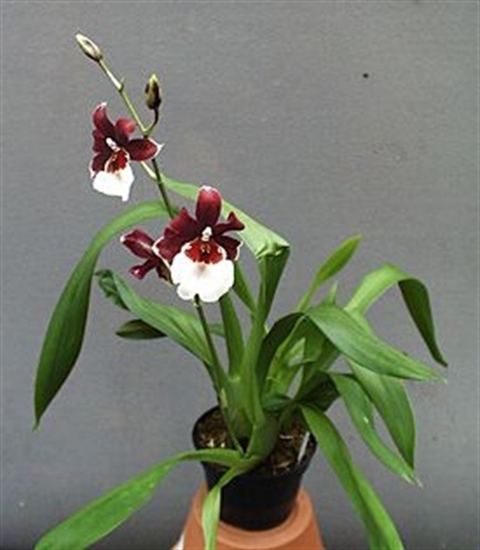 × Miltonidium Miltonidium Bartley Schwartz 39Highland39 AMAOS presented by Orchids