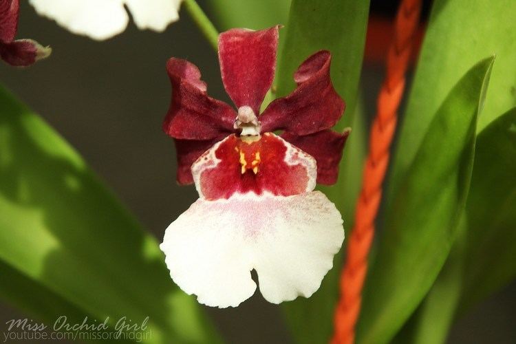 × Miltonidium Identify Oncidopsis Miltonidium Bartley Schwarz Orchid Nature