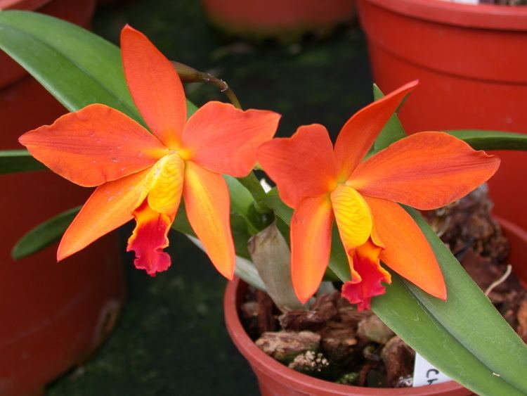 × Sophrolaeliocattleya FileA and B Larsen orchids Sophrolaeliocattleya Ginny Champion