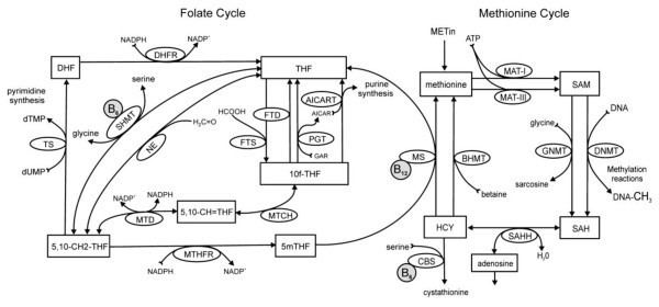 10-Formyltetrahydrofolate The Folate and methionine cycles Abreviations 10fTHF Figure