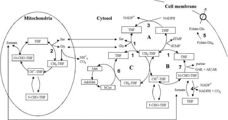 10-Formyltetrahydrofolate EthanolInduced Upregulation of 10Formyltetrahydrofolate