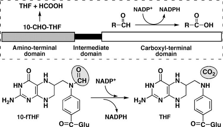 10-Formyltetrahydrofolate 10Formyltetrahydrofolate Dehydrogenase Requires a 4