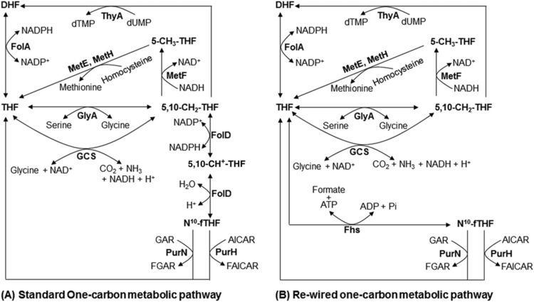 10-Formyltetrahydrofolate OneCarbon Metabolic Pathway Rewiring in Escherichia coli Reveals an