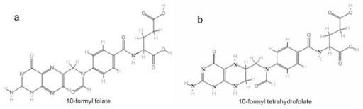 10-Formyltetrahydrofolate The structure of 10formyl folate a and 10formyl tet Openi