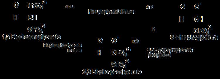 1,3-Bisphosphoglyceric acid 23Bisphosphoglyceric acid Wikiwand