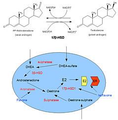 17β-Hydroxysteroid dehydrogenase wwwiccnriticnewsiteimagesimg20jpg
