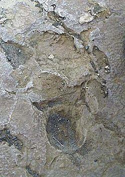 1790 Footprints httpsuploadwikimediaorgwikipediacommonsthu