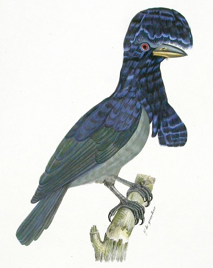 1809 in birding and ornithology