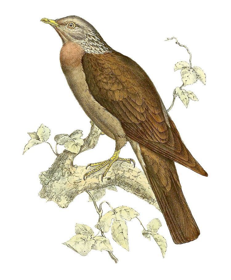1866 in birding and ornithology
