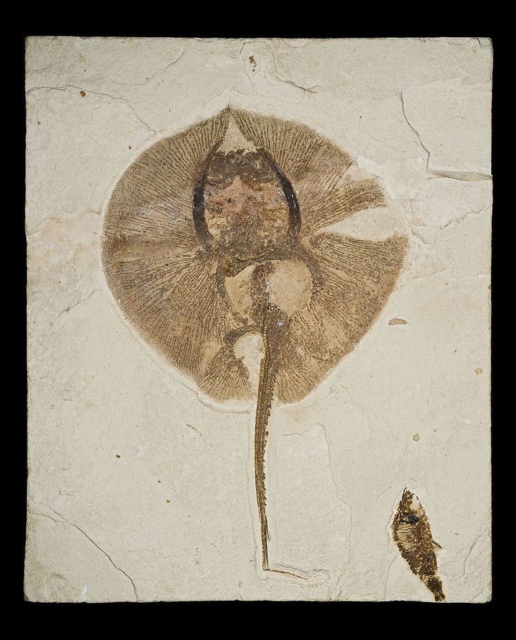 1877 in paleontology