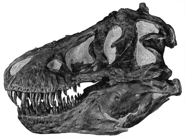 1892 in paleontology