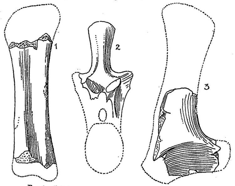 1904 in paleontology