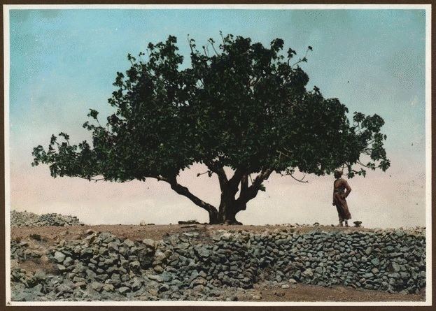 1915 Palestine locust infestation Picture a Day The Locusts of 1915 A Plague of Biblical