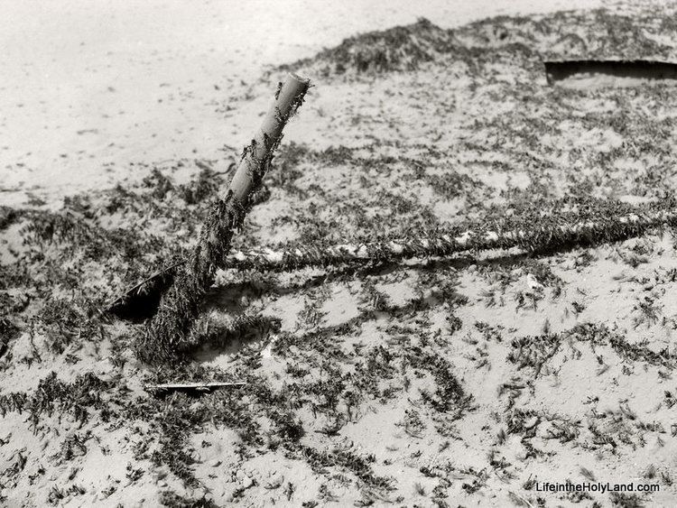 1915 Palestine locust infestation BiblePlaces Blog Picture of the Week Locust Plague of 1915