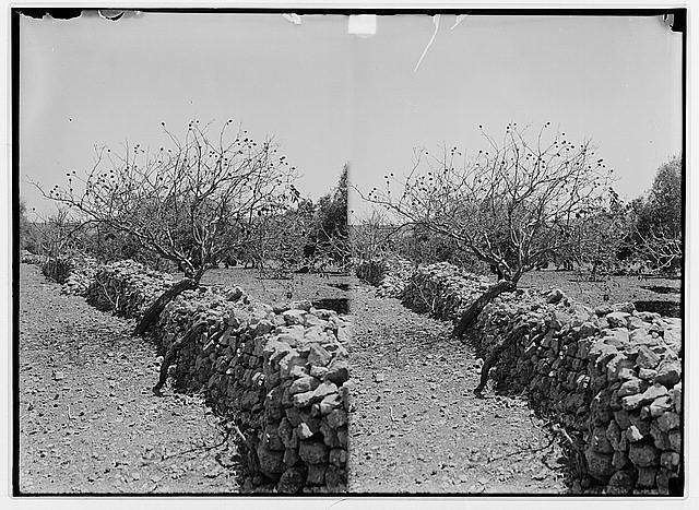 1915 Palestine locust infestation Locust 8 Photo Gallery 4