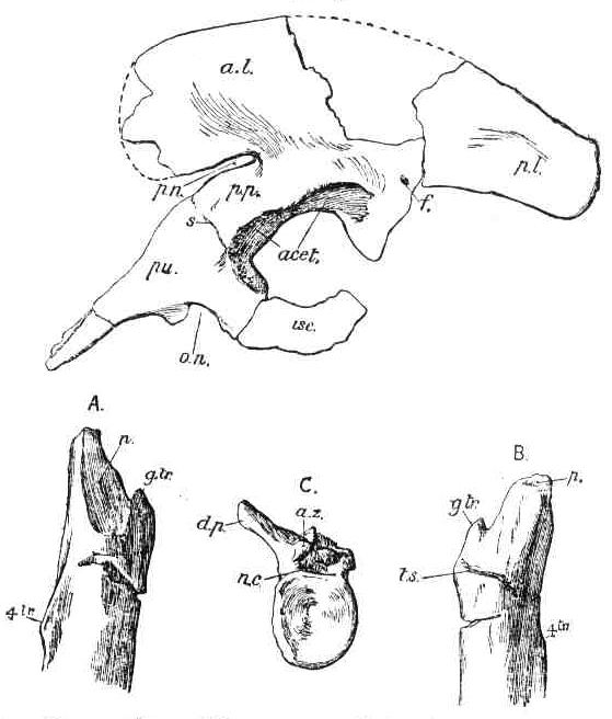 1921 in paleontology