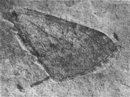 1922 in paleontology