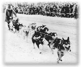1925 serum run to Nome Iditarod Trail 1925 The Serum Run Conclusion Brie It39s What39s