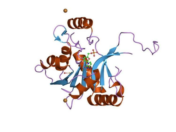 2-C-methyl-D-erythritol 4-phosphate cytidylyltransferase